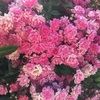 catalina_chhim